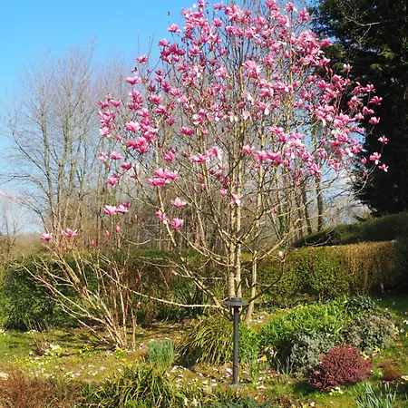 Oda ve Kahvaltı Cour Tholmer